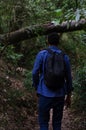 Man walking on forest track in afternoon light. a male traveler is walking through the forest.