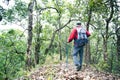 Man walking in forest. Young person hiking male on top rock, Backpack man looking at beautiful mountain valley at sunlight in Royalty Free Stock Photo