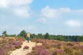 Man walking in heather fields Royalty Free Stock Photo