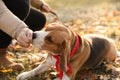 Man walking her cute Beagle dog in autumn park, closeup Royalty Free Stock Photo