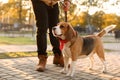 Man walking his cute Beagle dog in autumn park, closeup Royalty Free Stock Photo