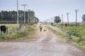 Man walking with dog down a lonely country road Royalty Free Stock Photo