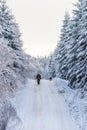 Man walking with his dog on a winter road in the woods Royalty Free Stock Photo