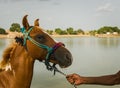 Man walking his horse holding bridle Royalty Free Stock Photo