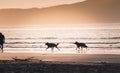 A man walking his two dogs on the beach at sunset Royalty Free Stock Photo