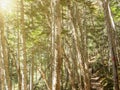 Man walking on the mountain through the full with high trees jungle