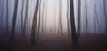 Man walking in mysterious forest with fog Royalty Free Stock Photo