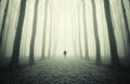 Man walking in a mysterious symmetrical forest with fog Royalty Free Stock Photo