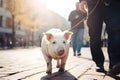 Man walking with a pig in a city,closeup on pig, ai generative illustration