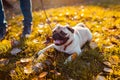 Man walking pug dog in autumn park. Happy puppy sitting on grass by man`s legs. Dog resting Royalty Free Stock Photo