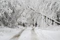 Man walking on road with fallen trees in winter snow storm Royalty Free Stock Photo