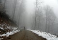 A man walking in a road in a misty forest
