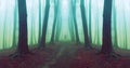 Man walking in scary forest with fog. Royalty Free Stock Photo