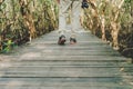 Man is walking on small wood bridge to nature walk way Royalty Free Stock Photo