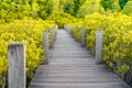 Man is walking on small wood bridge to nature walk way Royalty Free Stock Photo