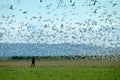 Man Walking With Snow Geese Royalty Free Stock Photo