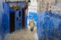 Man walking in a street of the town of Chefchaouen in Morocco. Royalty Free Stock Photo