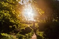 Man walking on sunlit path through small woods in spring Royalty Free Stock Photo