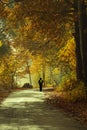 Man walking to a plane trees alley