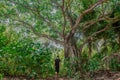 Man walking toward beautiful banyan tree at the tropical rainforest jungles at the island Manadhoo the capital of Noonu atoll Royalty Free Stock Photo