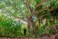 Man walking in the tropical rainforest jungles at the island Manadhoo the capital of Noonu atoll Royalty Free Stock Photo
