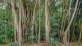 Man walking into tropical rainforest jungles at the island Manadhoo the capital of Noonu atoll Royalty Free Stock Photo