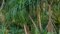 Man walking into the tropical rainforest jungles at the island Manadhoo the capital of Noonu atoll Royalty Free Stock Photo