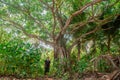 Man walking under the beautiful tree in the tropical rainforest jungles at the island Manadhoo the capital of Noonu atoll Royalty Free Stock Photo