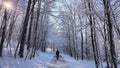 Man walking through winter snowy forest on country road, aerial follow view. Royalty Free Stock Photo