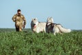 A man walks across the field away from us in the foreground two dogs Royalty Free Stock Photo