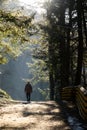 A man walks along the forest paths in the fog, the sun's rays break through the trees and the fog. Royalty Free Stock Photo