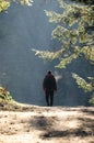 A man walks along the forest paths in the fog, the sun's rays break through the trees and the fog. Royalty Free Stock Photo