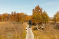 Man walks away between autumn Birch Trees on a plank walk.