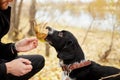 Man walks in the fall with a dog Spaniel with long ears in the autumn Park. Dog frolics and plays on nature in autumn yellow folia Royalty Free Stock Photo