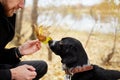 Man walks in the fall with a dog Spaniel with long ears in the autumn Park. Dog frolics and plays on nature in autumn yellow folia Royalty Free Stock Photo