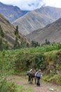 A man walks with his mule on a trail in the Sacred Valley, Cusco, Peru
