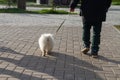 A man walks in the park with a small white dog in the spring Royalty Free Stock Photo