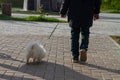 A man walks in the park with a small white dog in the spring Royalty Free Stock Photo