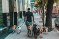 Man walks with several dogs in Buenos Aires