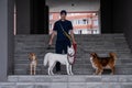A man walks three different dogs. Royalty Free Stock Photo