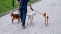 A man walks three different dogs. Royalty Free Stock Photo