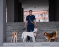 A man walks three different dogs. Royalty Free Stock Photo