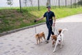 A man walks three different dogs. Royalty Free Stock Photo