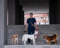 A man walks three different dogs. Royalty Free Stock Photo