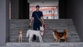 A man walks three different dogs. Royalty Free Stock Photo