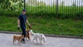 A man walks three different dogs. Royalty Free Stock Photo