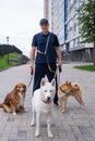 A man walks three different dogs. Royalty Free Stock Photo