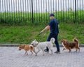 A man walks three different dogs. Royalty Free Stock Photo