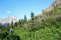 Regrowth from old forest fires in Glacier National Park