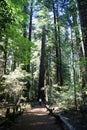 Man walking through giant redwoods